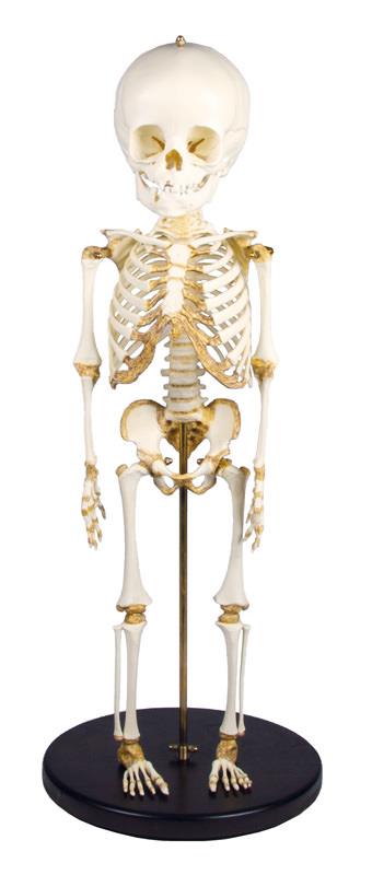 ERLERZIMMER Child Skeleton 14 - 16 months