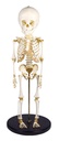 ERLERZIMMER Child Skeleton 14 - 16 months