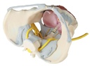 ERLERZIMMER Pelvis Model (female)