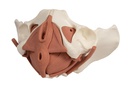 ERLERZIMMER Female Pelvis Model, 12 parts, magnetic