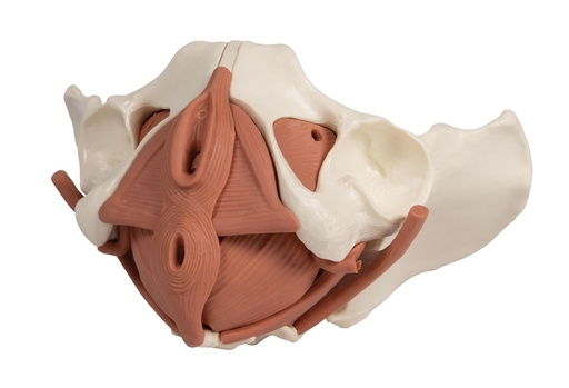 [24543-01] ERLERZIMMER Female Pelvis Model, 12 parts, magnetic