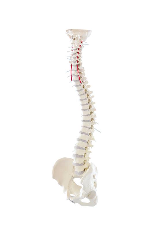 ERLERZIMMER Vertebral Column with Pelvis