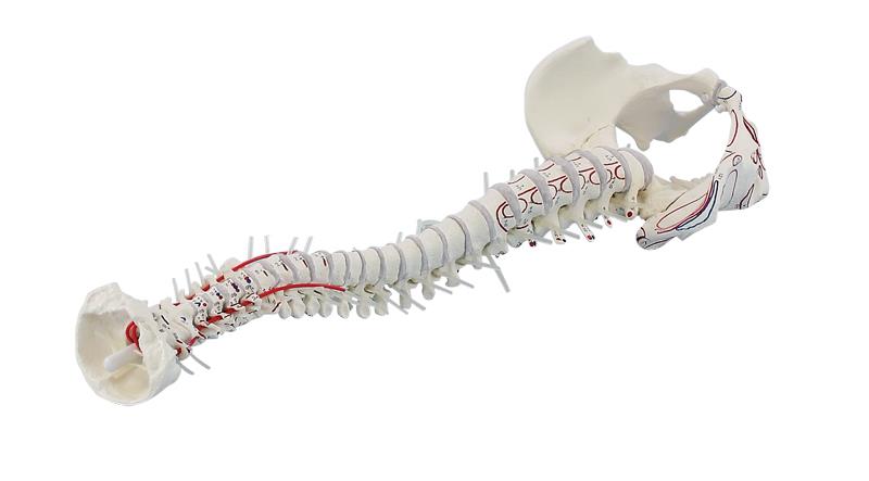ERLERZIMMER Vertebral Column with Pelvis and