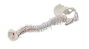 ERLERZIMMER Vertebral Column with Pelvis and