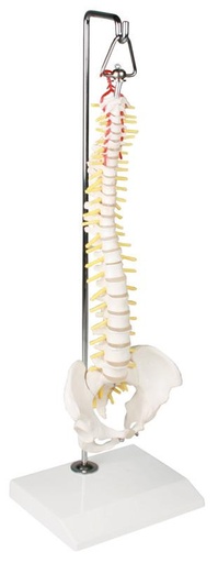 [24546-01] ERLERZIMMER Miniature Spine on Hanging Stand