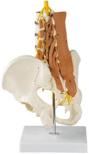 [24547-01] ERLERZIMMER Pelvis Model, Lumbar Spine with Lumbar Muscles