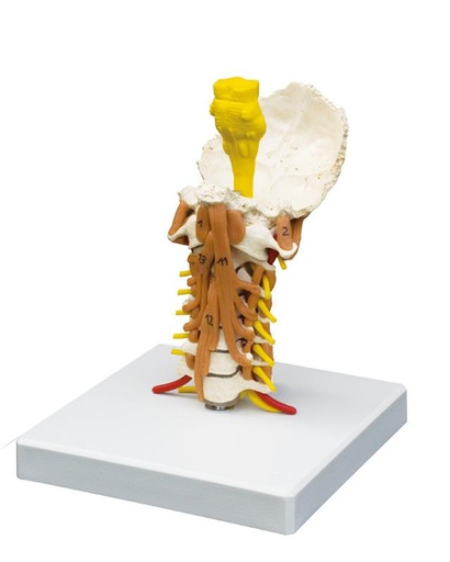 [24548-01] ERLERZIMMER Cervical Spine with Cervical Musculature