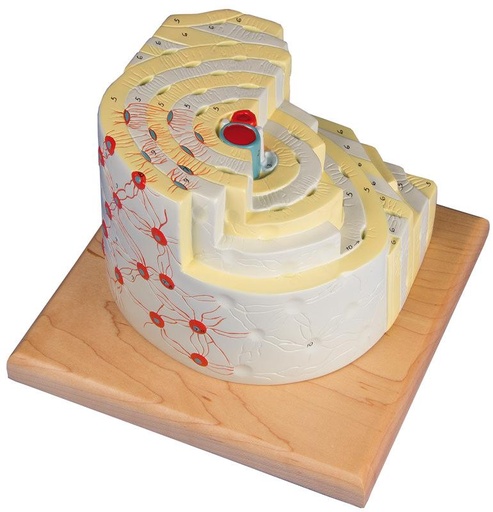 [24549-01] ERLERZIMMER Knochenstrukturmodell, 500-fache Größe