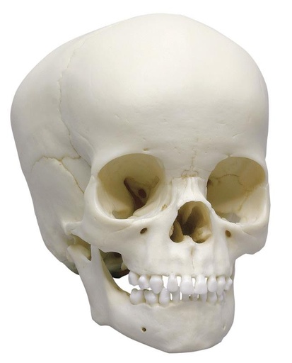 [24551-01] ERLERZIMMER Child Skull, 4 years old