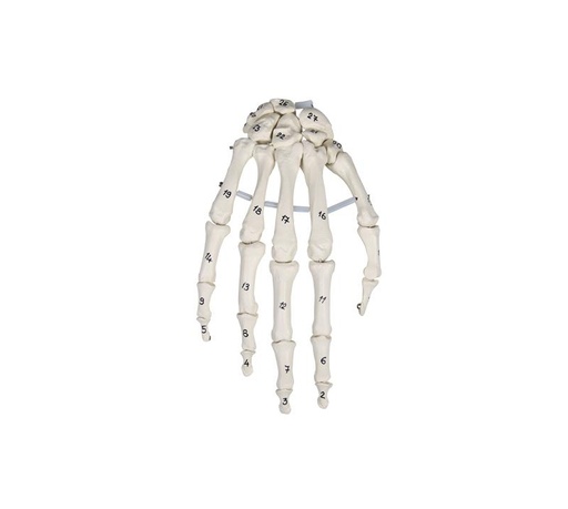 [24554-01] ERLERZIMMER Hand Skeleton with Bone Numbering