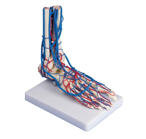 [24557-01] ERLERZIMMER Vascular Foot