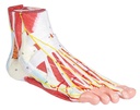 ERLERZIMMER Anatomy of the Foot, 9-part
