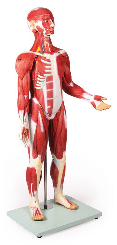 ERLERZIMMER Muskelfigur 30 Teile