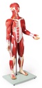ERLERZIMMER Muscle Figure 30 Parts