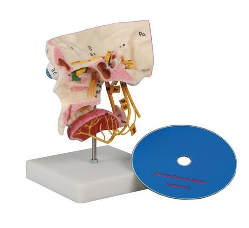 [24564-01] ERLERZIMMER Sense Organ Model