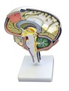 ERLERZIMMER Brain Section