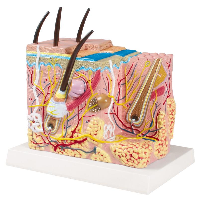 ERLERZIMMER Haut Blockmodell - EZ Augmented Anatomy