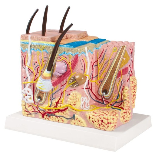 [24566-01] ERLERZIMMER Skin Block Model - EZ Augmented Anatomy