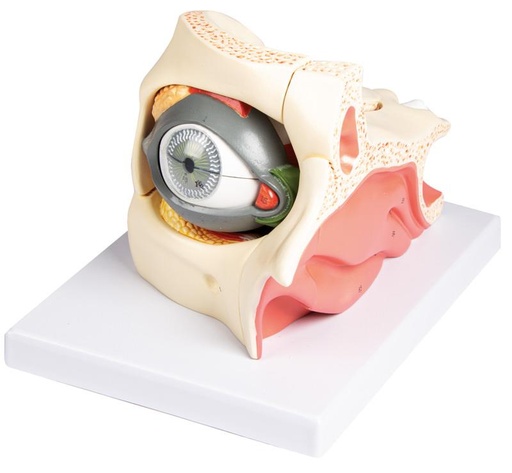 [24570-01] ERLERZIMMER Eye with Orbit and Eyelid