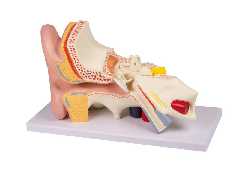 ERLERZIMMER Ear Model