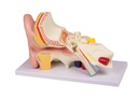 ERLERZIMMER Ear Model