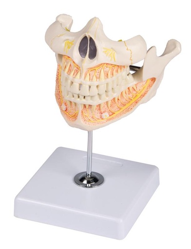 [24573-01] ERLERZIMMER Adult Dentition