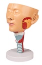 ERLERZIMMER Head with Pharynx and Larynx