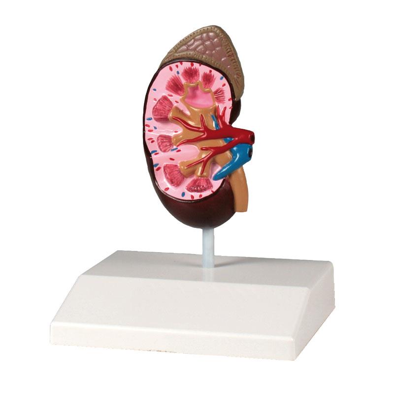 ERLERZIMMER Nierenmodell, natürliche Größe, Anatomy