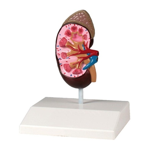 [24586-01] ERLERZIMMER Kidney Model, natural size, Anatomy