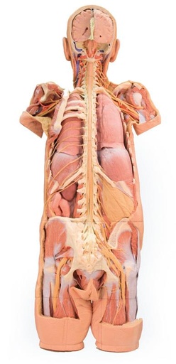 [24590-01] ERLERZIMMER Specimen of the Nervous System (posterior view)