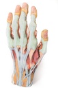 ERLERZIMMER Hand