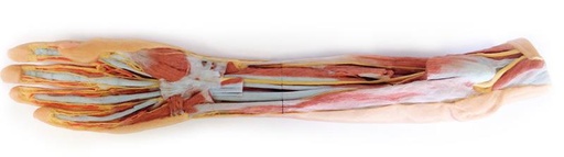 [24592-01] ERLERZIMMER Forearm & Hand Superficial & Deep Dissection