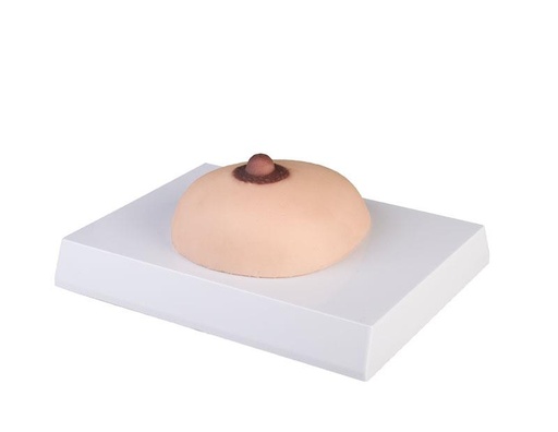 [24624-01] ERLERZIMMER Brustkrebs-Tastmodell