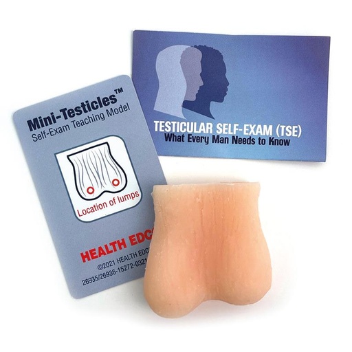 [24627-01] ERLERZIMMER Testicle Palpation Model
