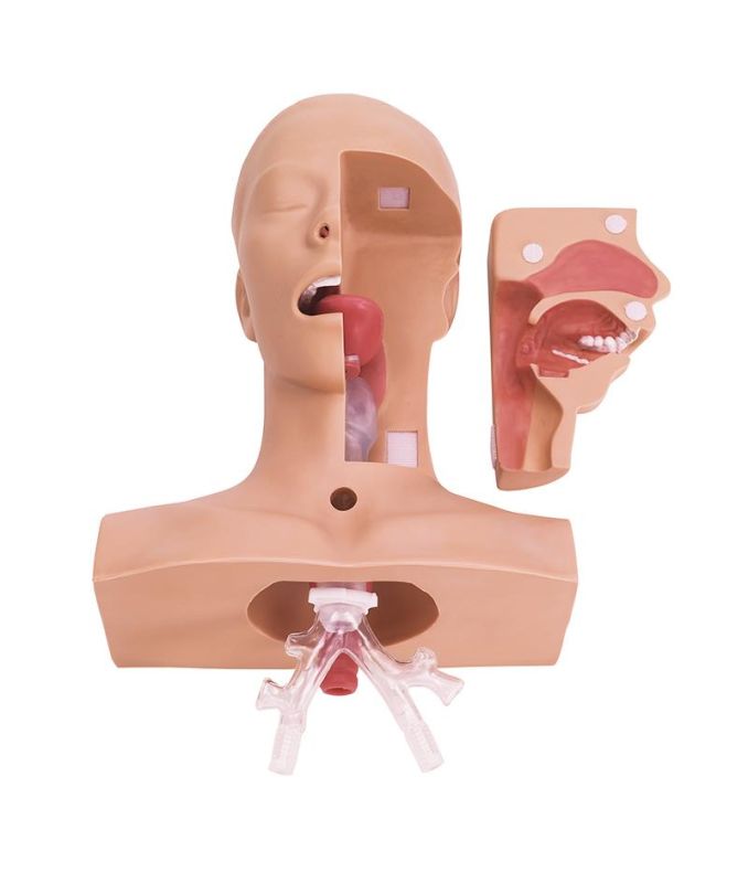 ERLERZIMMER Practice Model Suction Techniques