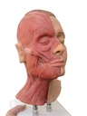 ERLERZIMMER Head for Facial Injections, half-sided musculature