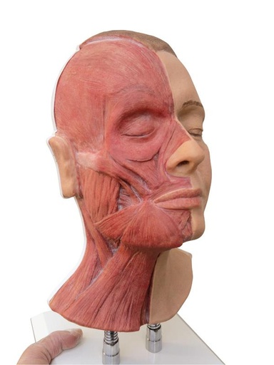 [24648-01] ERLERZIMMER Head for Facial Injections, half-sided musculature