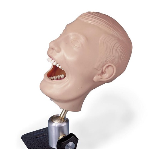 [24702-01] ERLERZIMMER Dentalpuppe