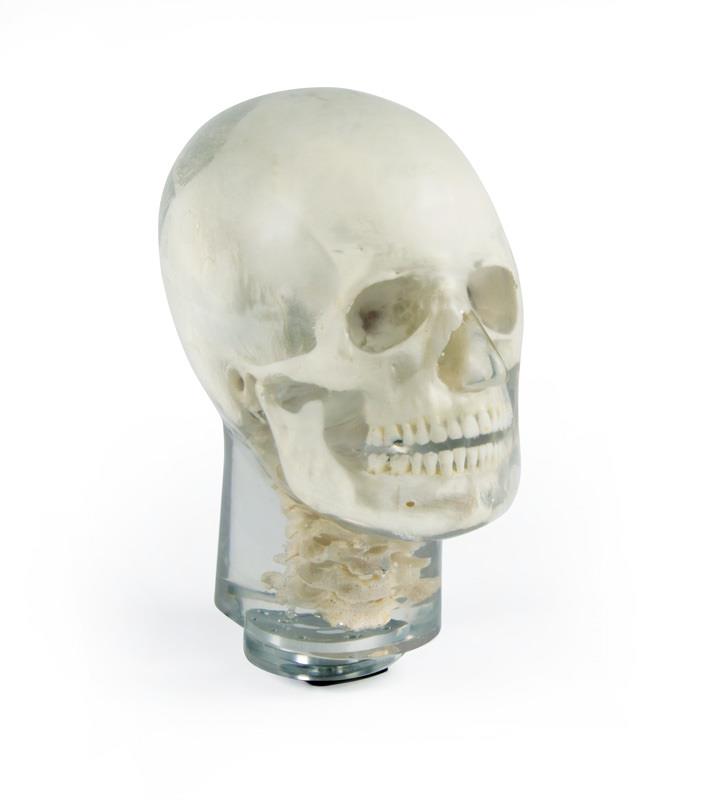 ERLERZIMMER Röntgenphantom Kopf mit Halswirbeln, transparent