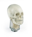 ERLERZIMMER X-Ray Phantom Head with Cervical Vertebrae, transparent