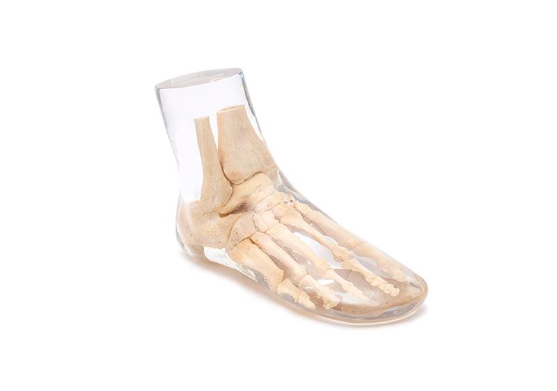ERLERZIMMER X-Ray Phantom Foot, transparent