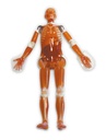 ERLERZIMMER Full Body CT Phantom