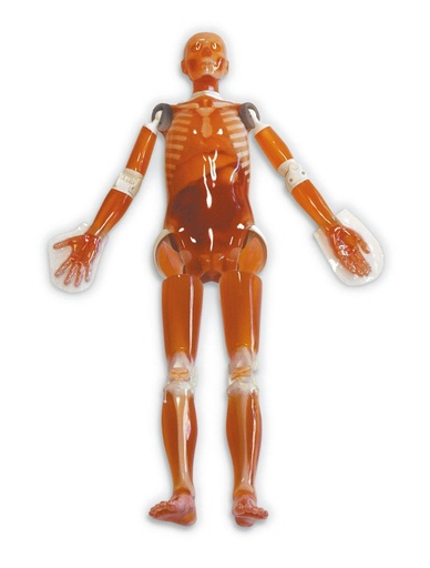 [24710-01] ERLERZIMMER Full Body CT Phantom