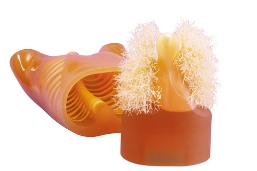 [24711-01] ERLERZIMMER Oberkörperphantom für Röntgen und CT