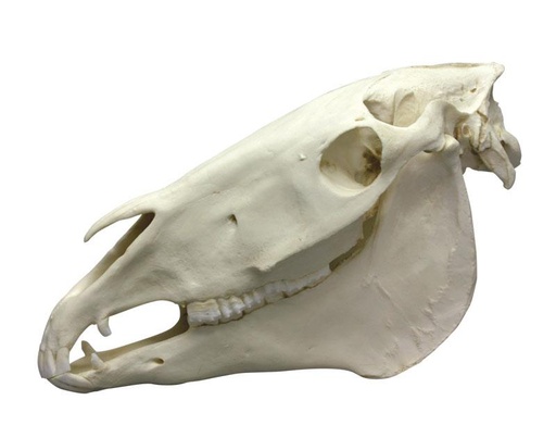 [24723-01] ERLERZIMMER Horse Skull