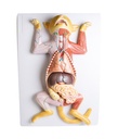 ERLERZIMMER Dissection Model of a Pregnant Cat