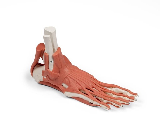 [25025-01] ERLERZIMMER Muscles and Tendons of the Foot