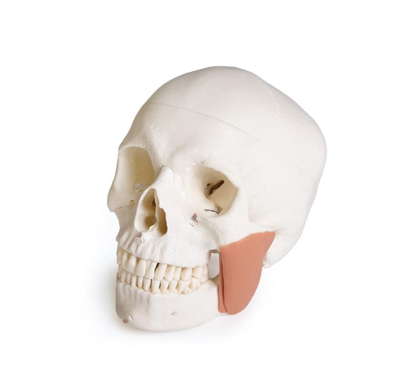 ERLERZIMMER Skull Model for Dentistry with TMD Syndrome, 8-part