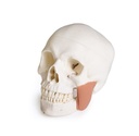 ERLERZIMMER Skull Model for Dentistry with TMD Syndrome, 8-part