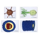 HEINESCIENTIFIC Virus models, Set of 4 pieces